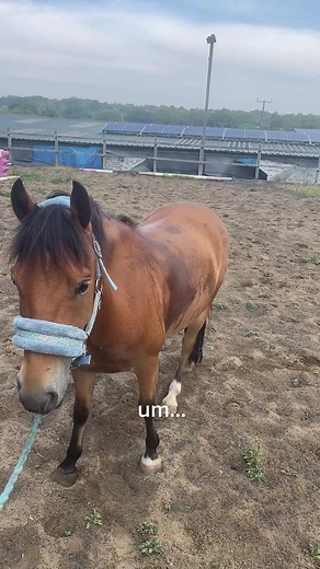 Adorable Tiny Pony Having Fun