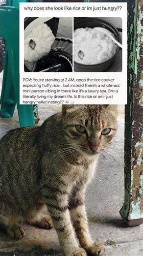 "Why Is This Tiny Human Chilling Inside My Rice Cooker? 😭" #fun #jokes #memes #laugh #shorts