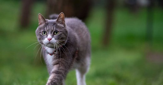 Voici pourquoi les chats disparaissent du jour au lendemain !