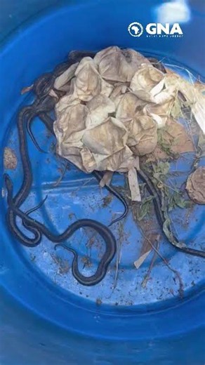 Pythons eggs from Ahodwo hatch safely at Kumasi Zoo