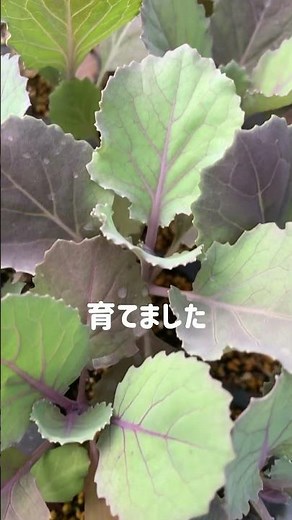 葉牡丹〜自家採種の種から苗作り、種まき時期が遅れたので葉の数が増えないかも！#農業 #garden