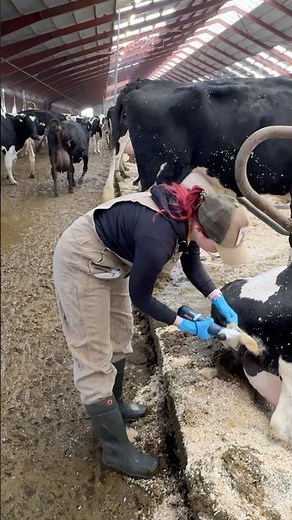 🐄 Farm Girls Trim Cows' Tails and Wash their Udders before Milking