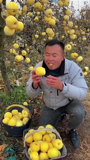 Agriculture harvesting apple fruit #fruit #natural #satisfying #agriculture