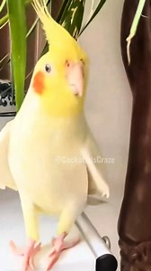 Isn’t this opera singer just adorable? 🥰🎶🦜🤩 #cockatielscraze #birdsinging #cutepets #CockatielsCraze #FeatheredFriends #TooCuteToHandle #PetStars #CuteCockatiel #cutepetstrending | Cockatiels Craze
