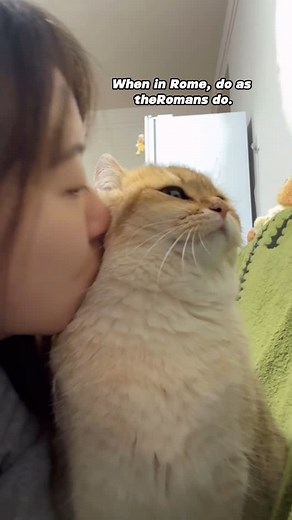 FunnyKitty | 😆😆😂#cat #cats #car | Instagram