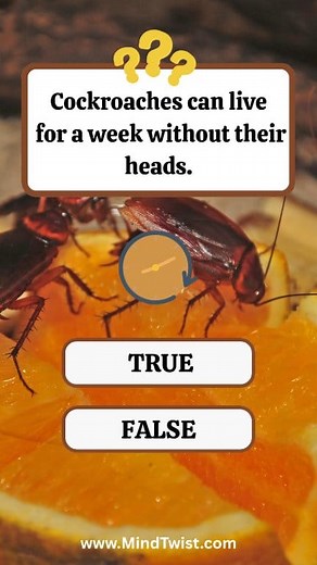 Cockroach can live without head? 🪳😱 True or False? 🤔 #reelsvideoシ #reelsviralシfb #fypシ゚ #MindTwist #quiz | MindTwist