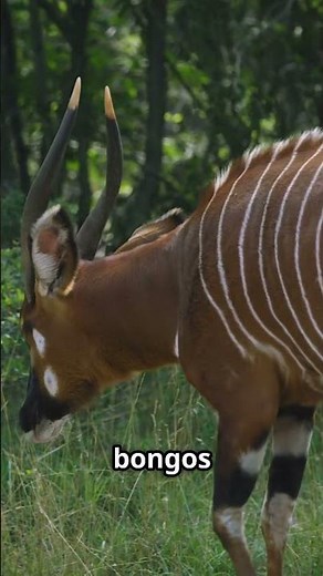 The Bongo – The Striped Ghost of the Jungle!