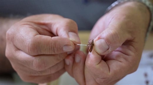 Lebanon's historic pines are dying, one cone at a time