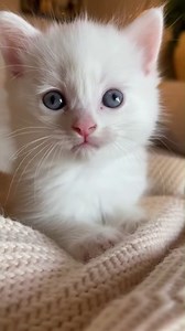Snowflake in kitten form ❄️🐱 #christmastime #love #cuteanimals | Perfect Hugs