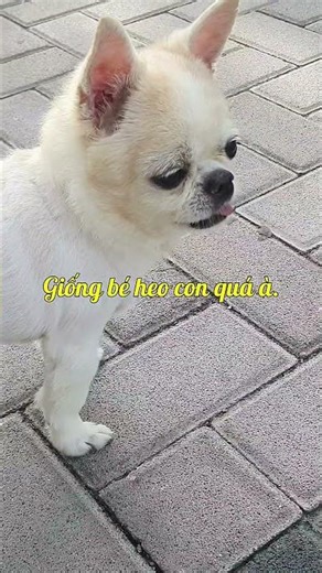 The puppy, resembling a baby pig, trotted all over the yard, and it ran so fast! #TuVanHappyCooki...