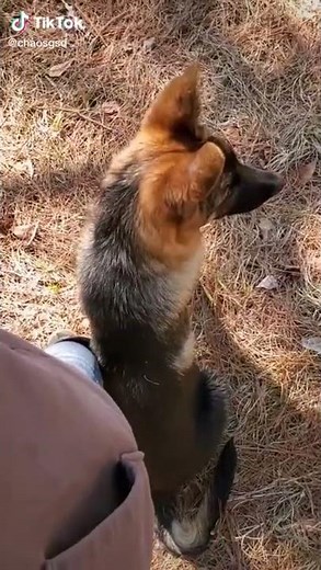 German Shepherd Protecting Its Owner On Command