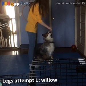 When your dog secretly hates you Congrats to dunkinandfriends | IG on becoming our #9GAGFunOff Week 16 winner! | 9GAG