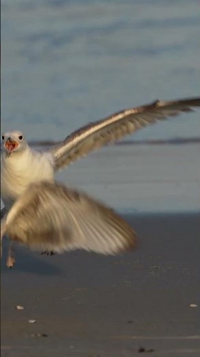 Epic Gulls Fight Filmed with Sigma 300-600mm