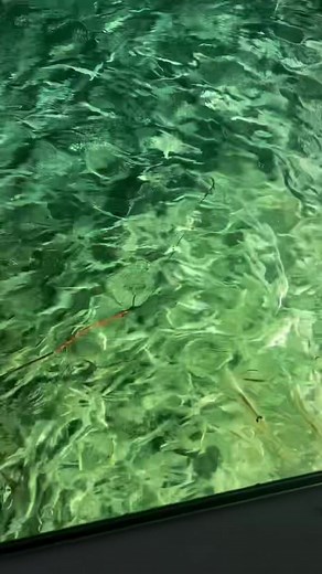 How to Catch Infinite Squid for Bait