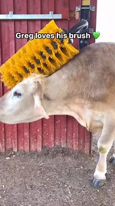 There’s nothing cows love more than a good brush. 💚🐮Our cows have access to brushes, so they can scratch themselves whenever they want! Brushes are a form of enrichment and help cows like Greg care for their skin by improving blood circulation and removing parasites, dead skin, and dirt! #farmanimals #farmsanctuary #farmsanctuarylife #cows | Farm Sanctuary