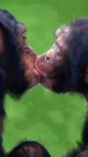 Most funny animal story 🤣 #funny #animalshorts #viral #funnyanimals #animalstory