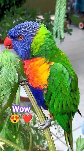 The Most Colourful Bird in Australia 🇦🇺 #mostbeautiful #birdwatching #lorikeet