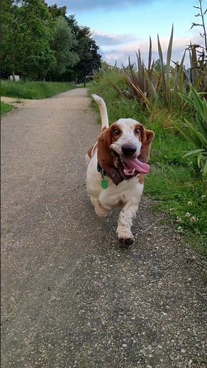 Happy Basset hound running #bassethound #basset