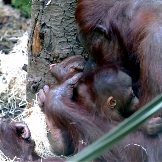 4.2K views · 260 reactions | Incredible Baby Orangutan Feeding Time! #reelsviralシ | AnimalLovely | Facebook