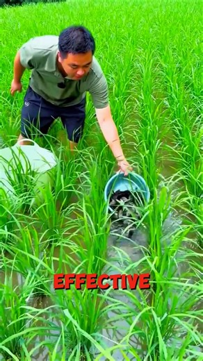 You Won’t Believe Fish Live in These Rice Fields! 😱