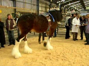 Scottish Clydesdale Horse
