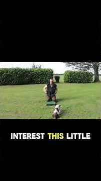 Springer Spaniel Puppy Training At Kugae Gundogs