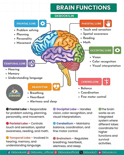 The human brain is the control center of the body, responsible for movement, memory, problem-solving, vision, coordination, and more. Each lobe and region—frontal, parietal, temporal, occipital, cerebellum, and brainstem—plays a unique role in maintaining our daily functions and overall well-being. Understanding these functions helps in better learning, exam preparation, and health awareness. #BrainFunctions #HumanBrain #Neuroscience #ExamPreparation #GeneralKnowledge | Gkbooks