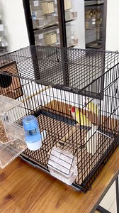 202 reactions · 8 comments | A clean and efficient finch breeding setup using an Octagon cage. Designed with smart accessories that make it easy to monitor food, water, and nest eggs without disturbing the birds. Simple control leads to healthier breeding and better results. #finchbreeding #birdbreeding #aviarysetup #finchlovers #exoticbirds #fblifestyle | Indra Prihantoro | Facebook
