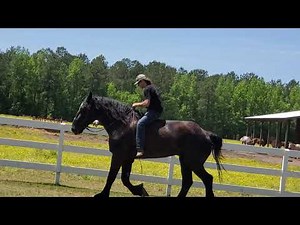 Percheron gelding riding 18.2 hands
