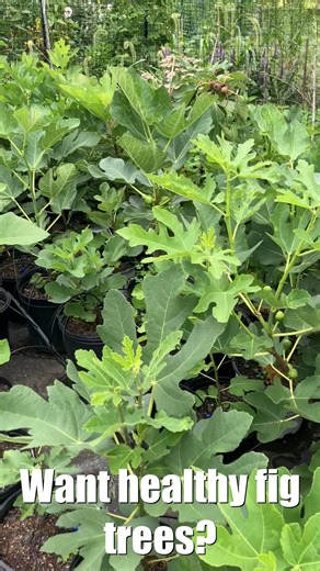 Drip Irrigation for Fig Trees #fig #figtree #figboss #gardeningtips #fruittrees - Parts in comments and bio. | Fig Boss