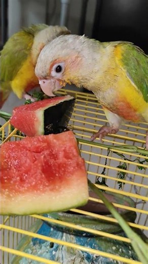 pineapple conures eating watermelon