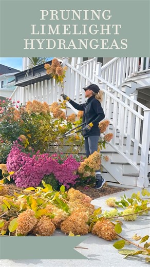 Pre STEP ONE: KNOW WHAT KIND OF HYDRANGEA YOU HAVE. If you need a post on this leave me a comment here. 1) Determine the best time to prune: Paniculata hydrangeas should be pruned in late winter or early spring before new growth appears. Mine personally have always grown bigger when I prune them in the fall. This allows the plant to focus its energy on producing new shoots and flowers during the growing season. 2) Identify the stems to prune: Look for stems that are dead, damaged, or crossing ov