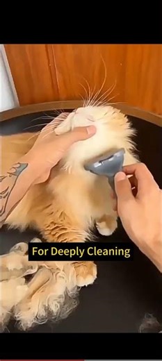 The Combs Pet Hair Remover is a versatile pet grooming tool. #petskin #furkids #catsanddogs #petlife