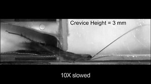 Why is it so hard to squash a cockroach? http://scim.ag/1oobMEV | Science