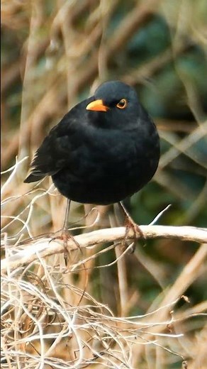 The Blackbird's Melodious Springtime Song - Bird Sounds #shorts