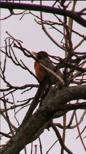 Robin Calls Science #shorts