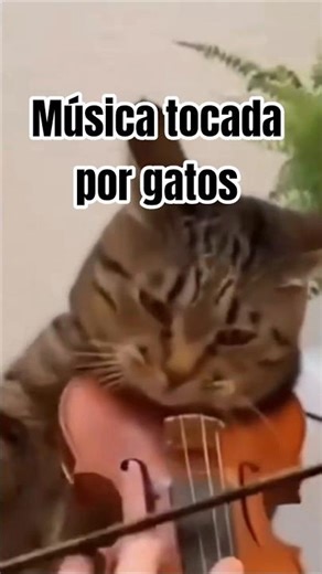 Classical music, canon in D major, piano and violin #joro76 #cat #universo432