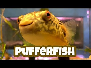 Smiling Pufferfish