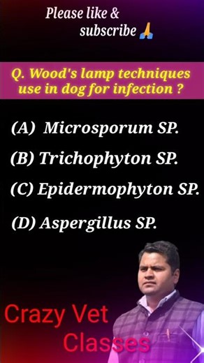Wood Lamp technique use in fungus identification#veterinaryexam #crazyvetclasses#vo