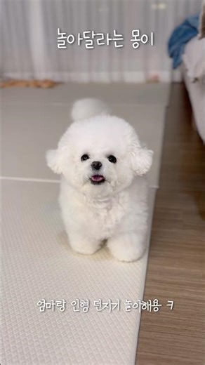 #몽이 #솜뭉치 #추천 #놀이 #인형 #dog #daily #cutedog #cute #비숑프리제 #비숑미용 #shorts #short #reels #vlog #funny #일상