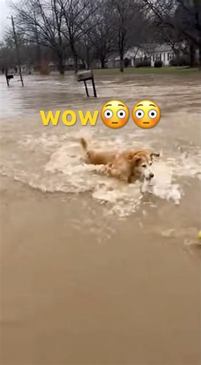 Heroic Dog Leaps Into Floodwaters to Save Tiny Ducklings! 🐕