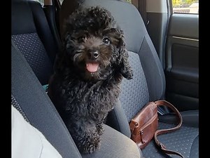 Natto the Toy Poodle growing up from 2 months to 8 months