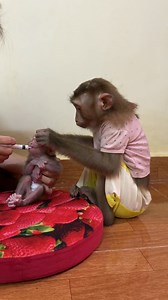 20K views · 647 reactions | Little Newborn Baby Monkey | Cute Baby Monkey | Facebook