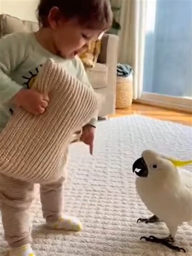 Mr. Parrot Playfully “Fights” With the Baby 🦜👶😂 #TinyRival #ParrotVsBaby #PlayFight #CuteChaos #ViralReels