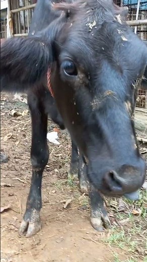 The ULTIMATE Cow Sound Compilation 🐄 #CowSound #AnimalSounds #FarmLife