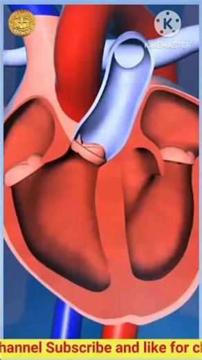 #human heart valves functions