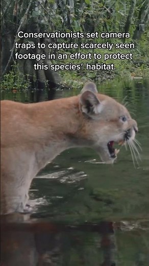 Rare footage of the Florida panther caught on camera. 🎥 by Carlton Ward Jr. #Shorts