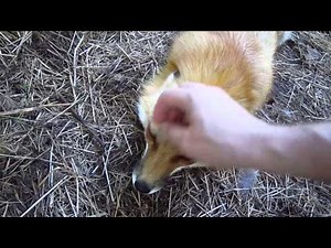 Scritches and Mosquitoes - pet red fox RonRon