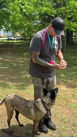 Malinois Training: Building Focus with “Contact” 👀🔥