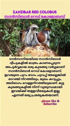 Zanzibar red colobus | സാൻസിബാർ റെഡ് കോളോബസ് #monkey #shorts